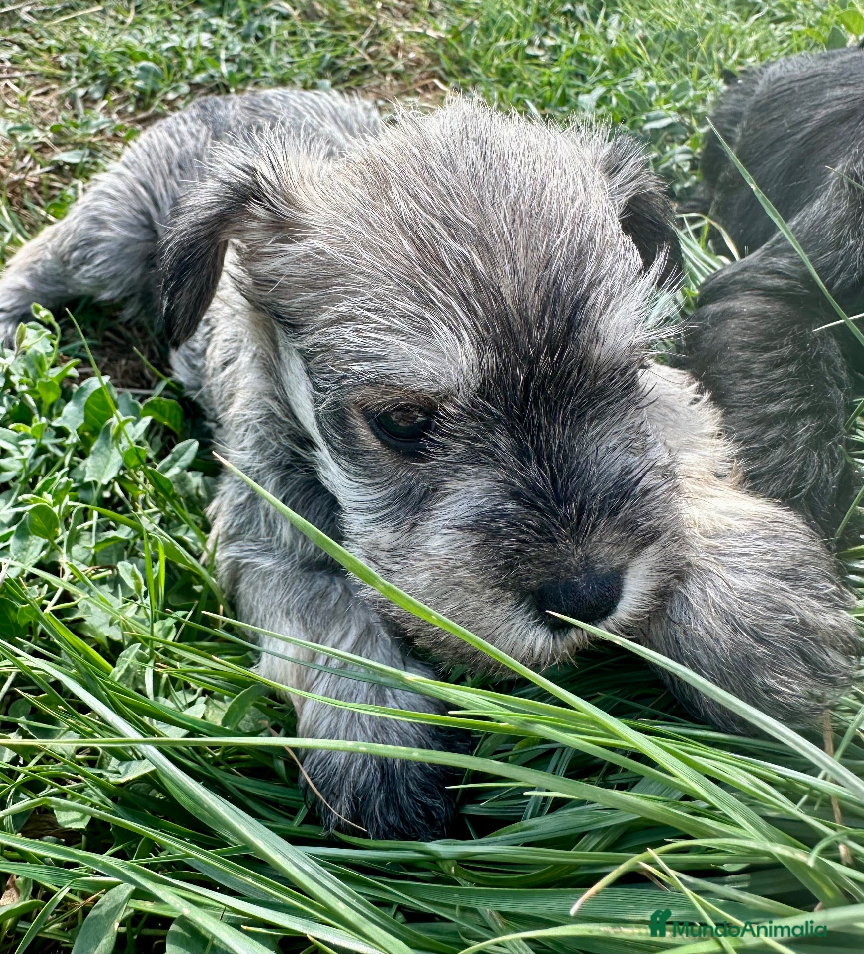 Schnauzer Miniatura perros SCHNAUZER MINI - Anuncio 2