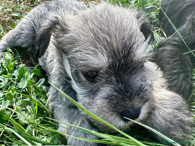 Schnauzer Miniatura perros SCHNAUZER MINI - Anuncio 2