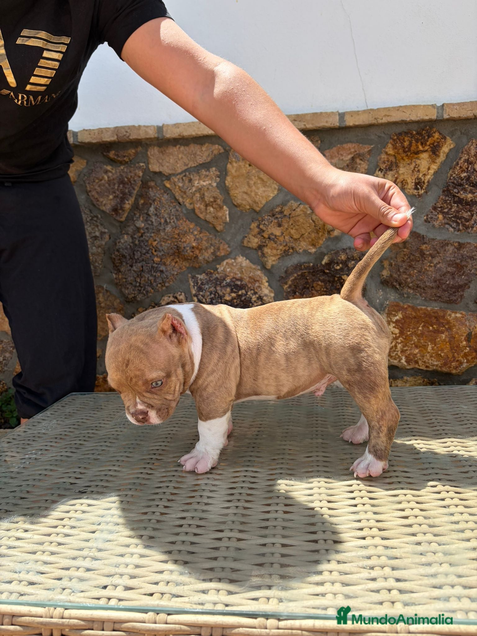 American Bully perros American bully  - Anuncio 1