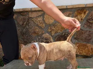 American Bully perros American bully - Anuncio 11