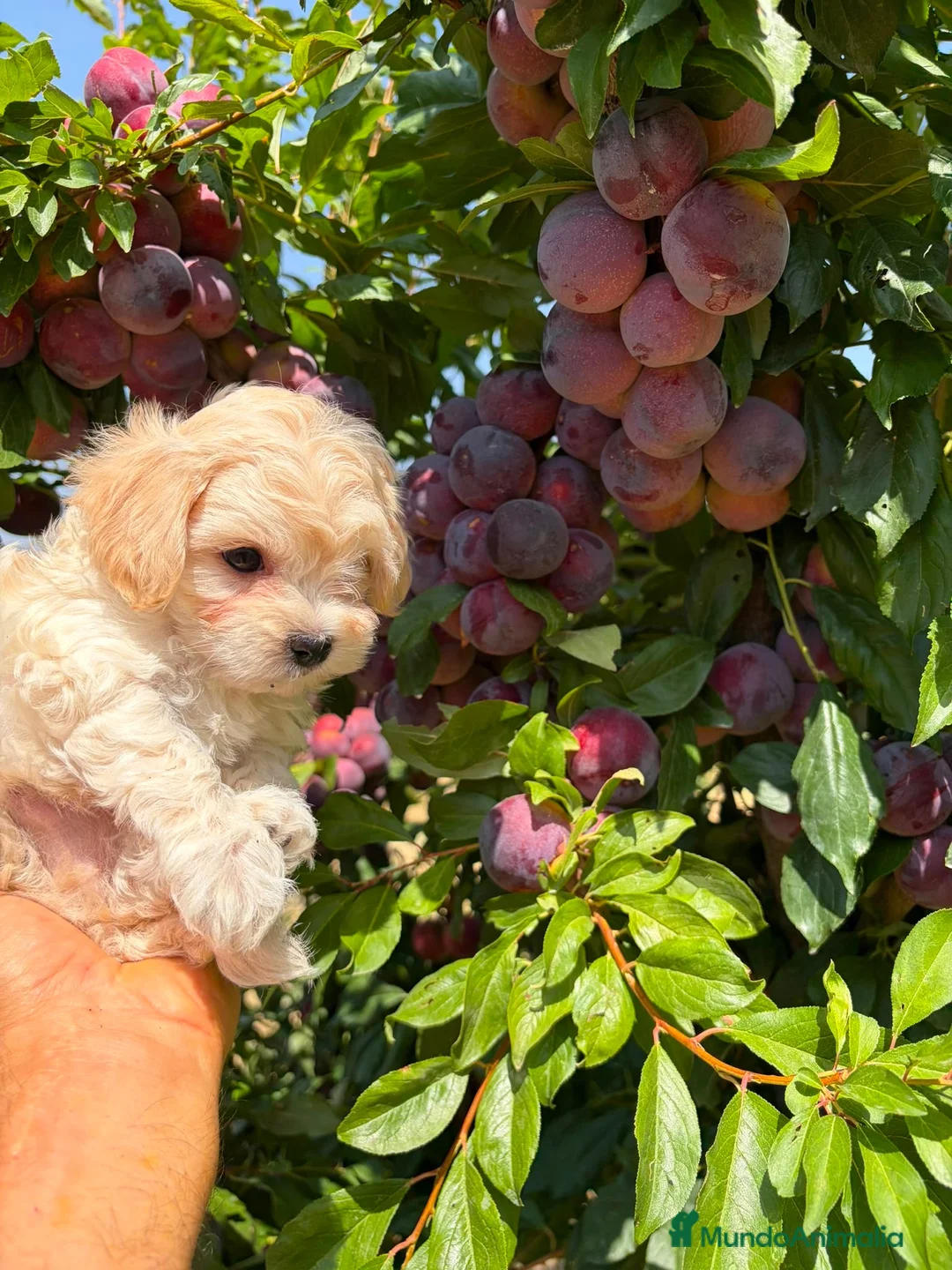 Maltipoo perros en venta: Maltipoo toy macho !!!! - Anuncio 7