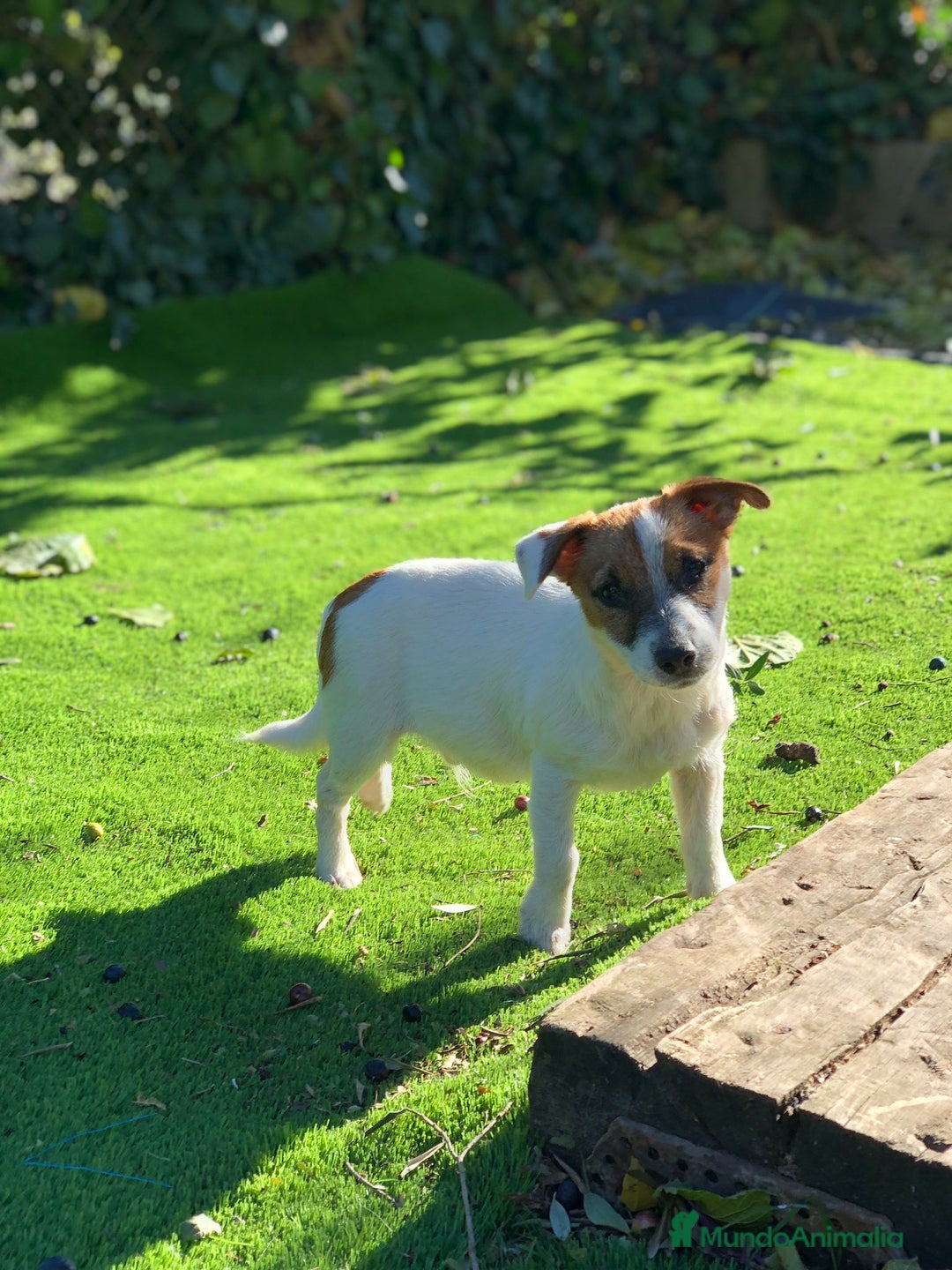 Jack Russell Terrier perros en venta: Jack Russell listos para ser tu compañía ideal 🐾 - Anuncio 7