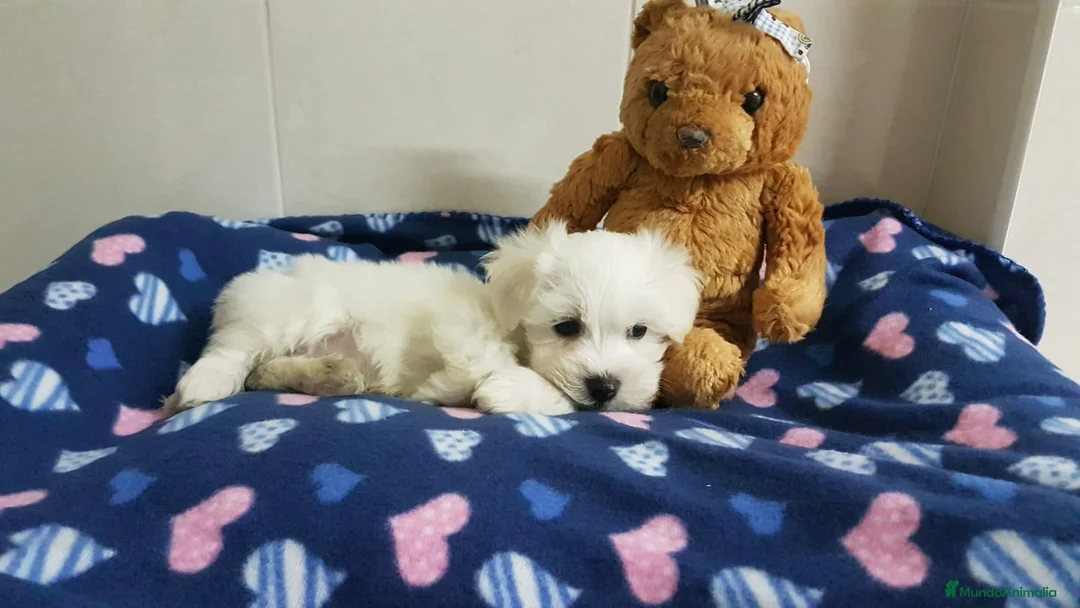 Bichón Maltés perros en venta: Bichón Maltés  en Barcelona - Anuncio 8