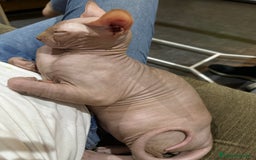 Sphynx gatos en venta: Cariñoso gato sphyn - Imagen 2