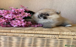Pomerania perros en venta: Pomerania hembra sable disponible !! - Imagen 5