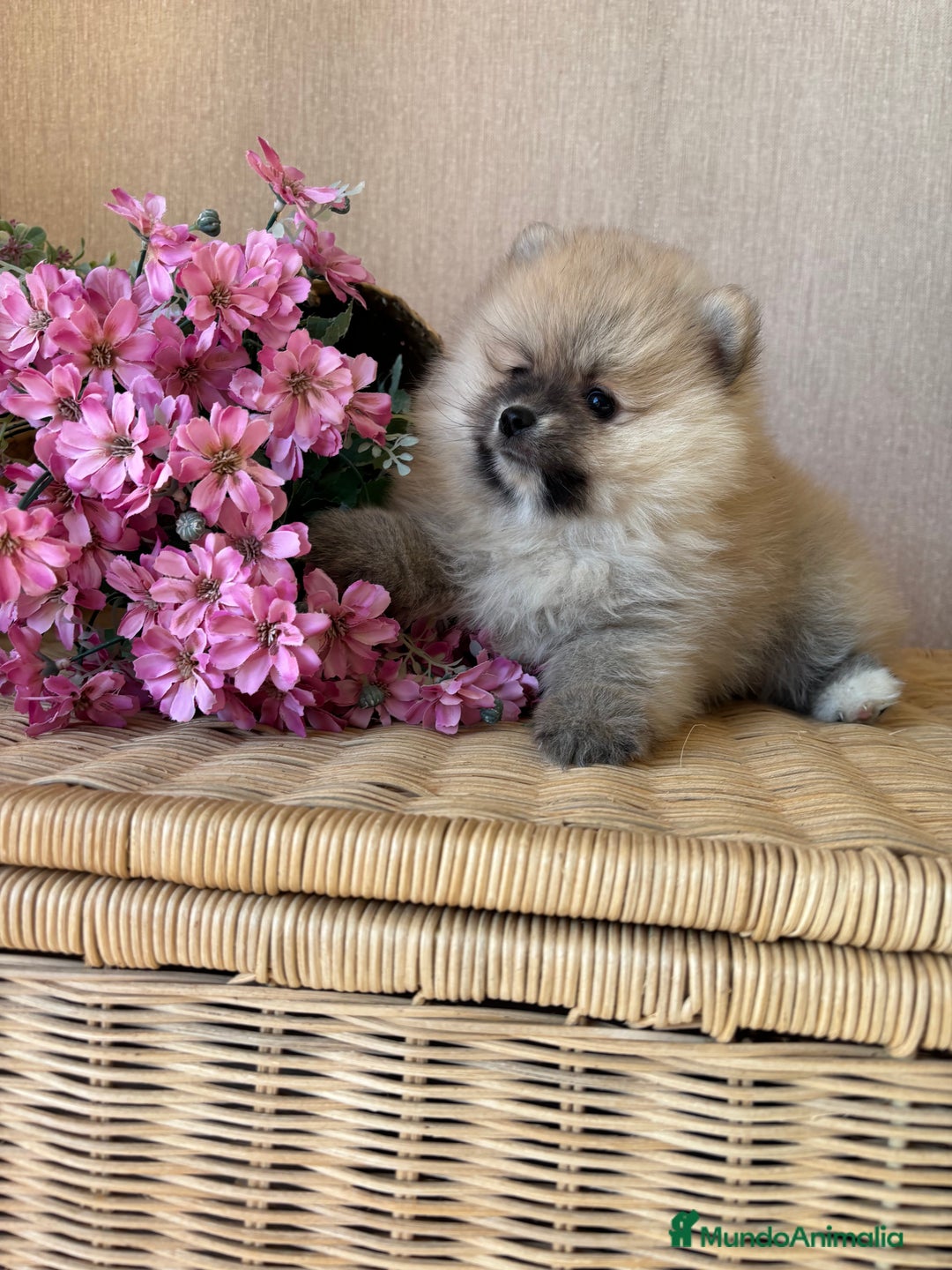 Pomerania perros en venta: Pomerania hembra sable disponible !! - Imagen 5