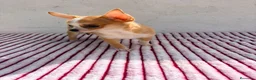 Chihuahua perros en venta: Chihuahua toy hembra - Anuncio 6