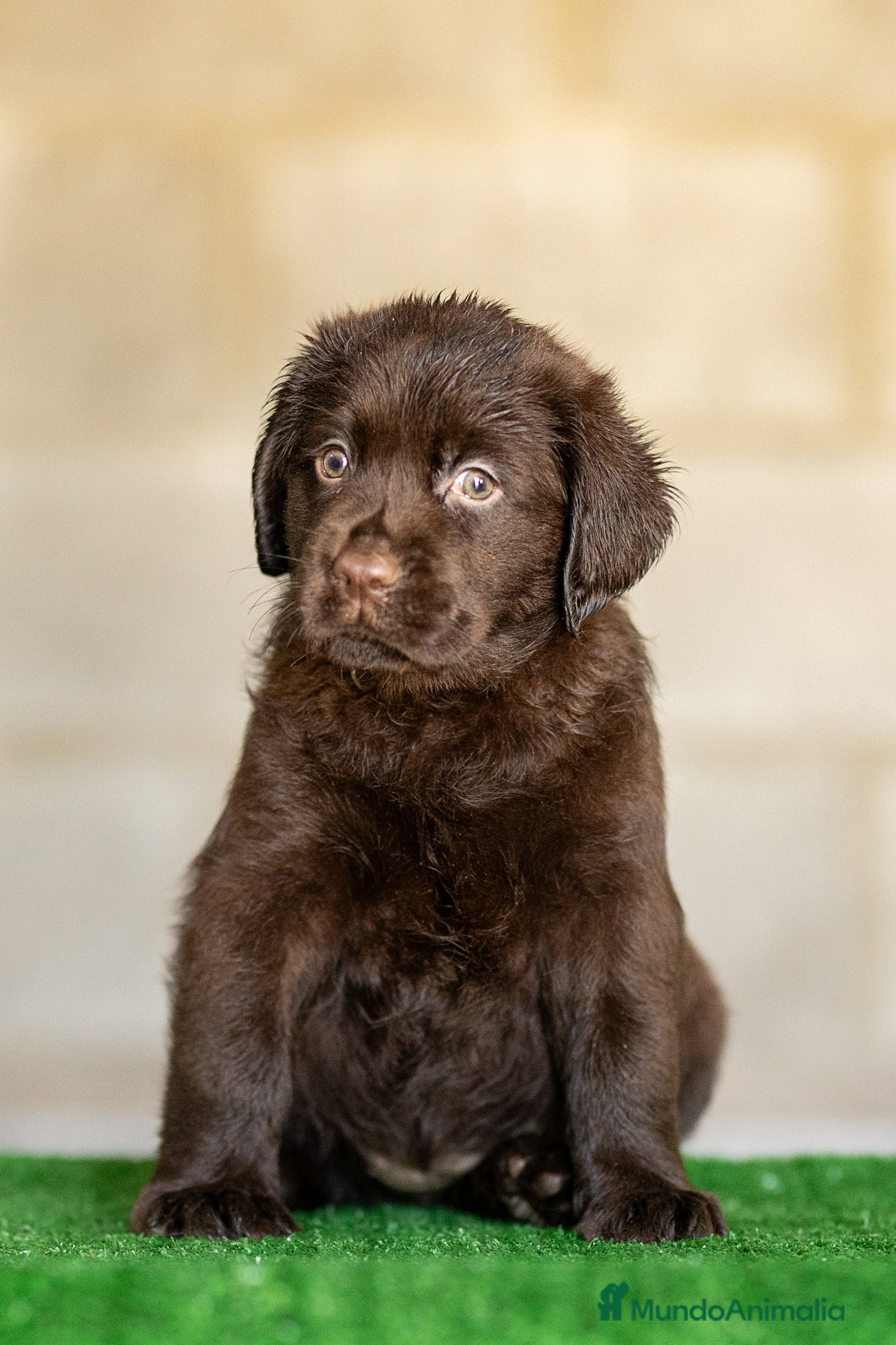 Labrador Retriever perros LABRADOR CHOCOLATE DISPONIBLE - Anuncio 2