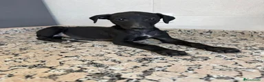 Galgo Español 1