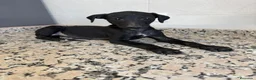 Galgo Español perros en venta: GALGOS ESPAÑOLES - Anuncio 2