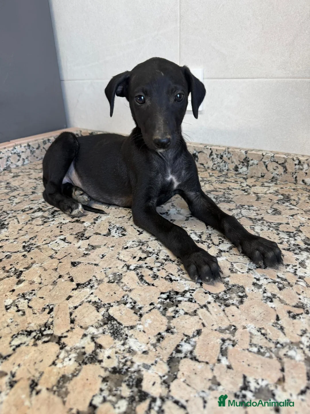 Galgo Español perros en venta: GALGOS ESPAÑOLES - Anuncio 2