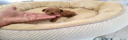 Raza Mixta perros en venta: Caniche  - Anuncio 1