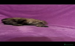 Maltipoo perros en venta: Maltipoo mini - Imagen 7