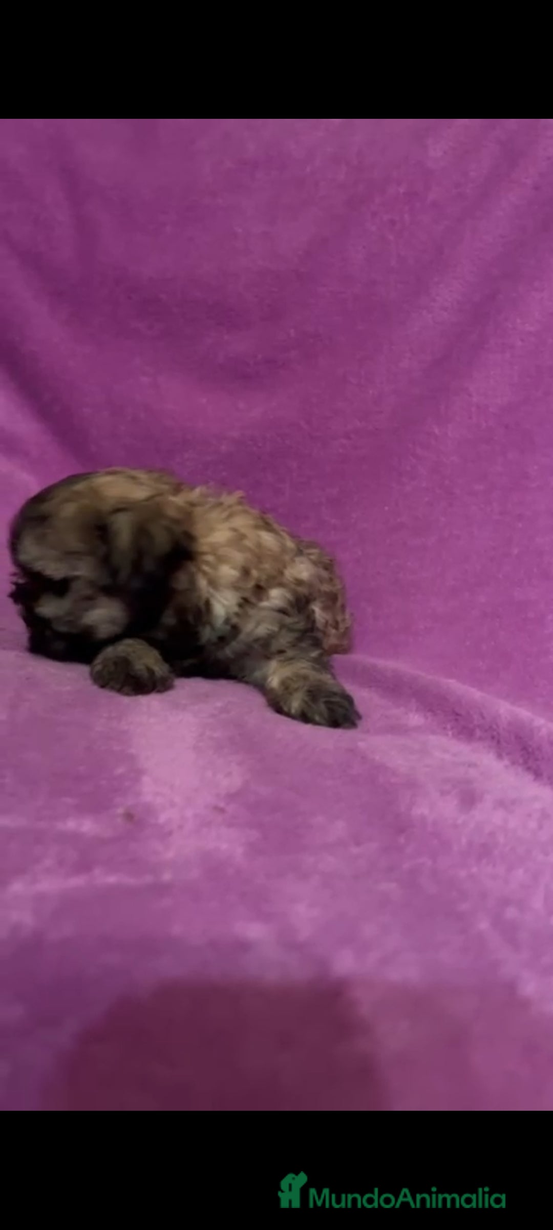 Maltipoo perros en venta: Maltipoo mini - Imagen 7