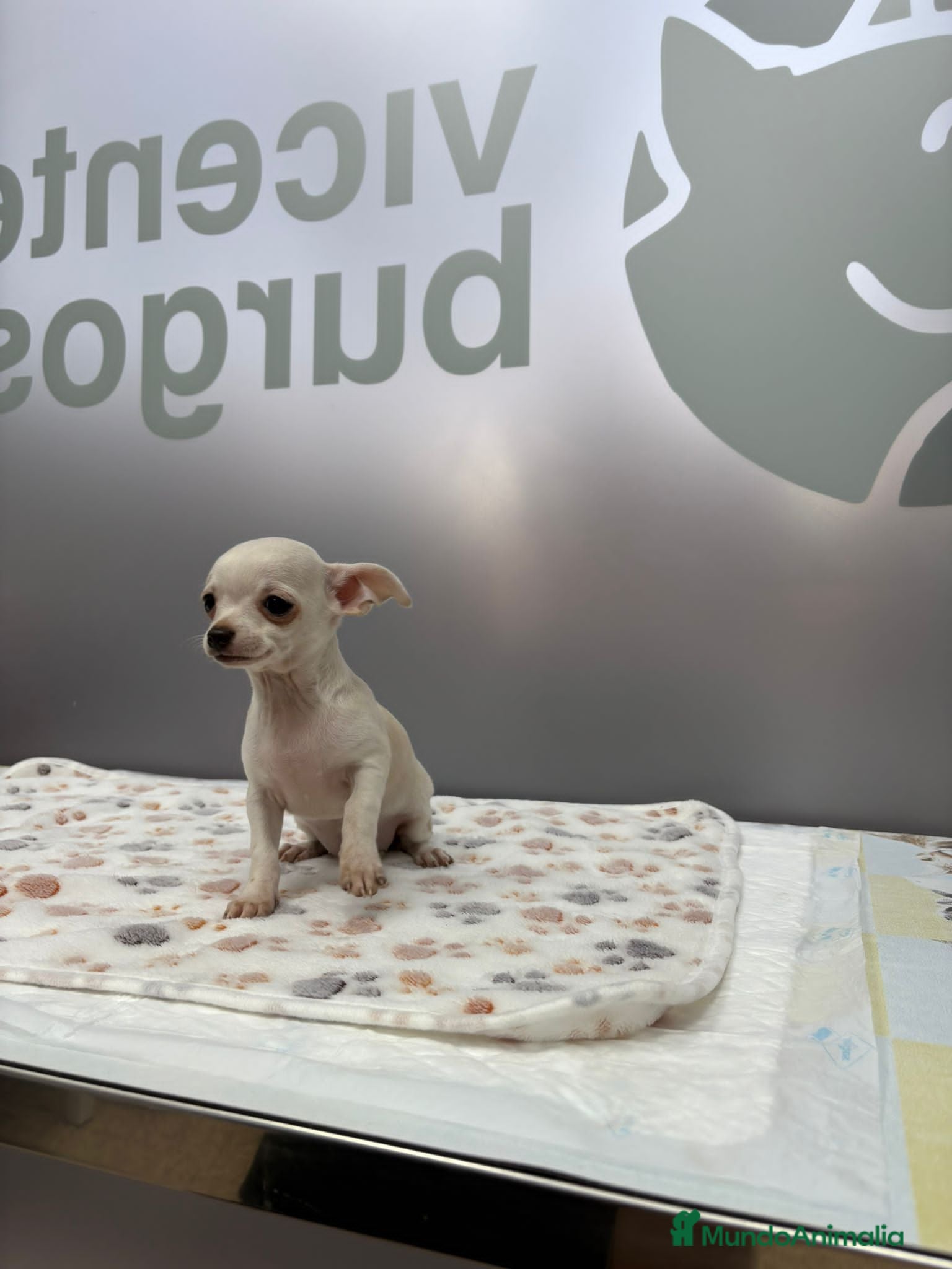 Chihuahua perros CHIHUAHUA MINI - Anuncio 14