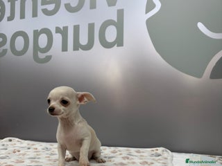 Chihuahua perros CHIHUAHUA MINI - Anuncio 1