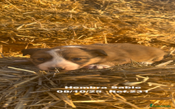 Border Collie perros en venta: BORDER COLLIE Sable Merle - Imagen 20