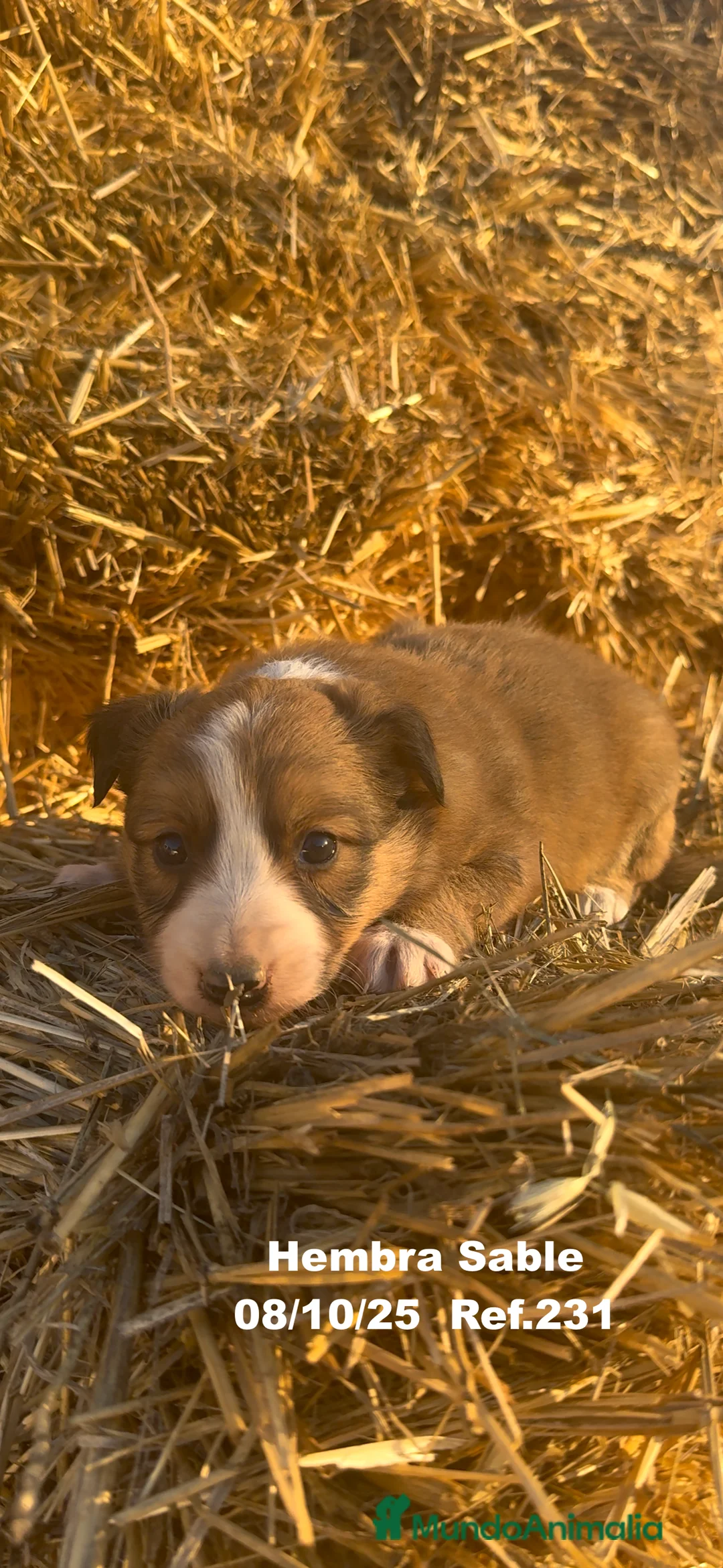 Border Collie perros en venta: BORDER COLLIE Sable Merle - Anuncio 20