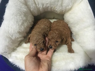 Caniche Toy perros en Murcia - Anuncio 2