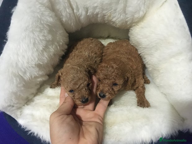 Caniche Toy perros en Murcia - Anuncio 2