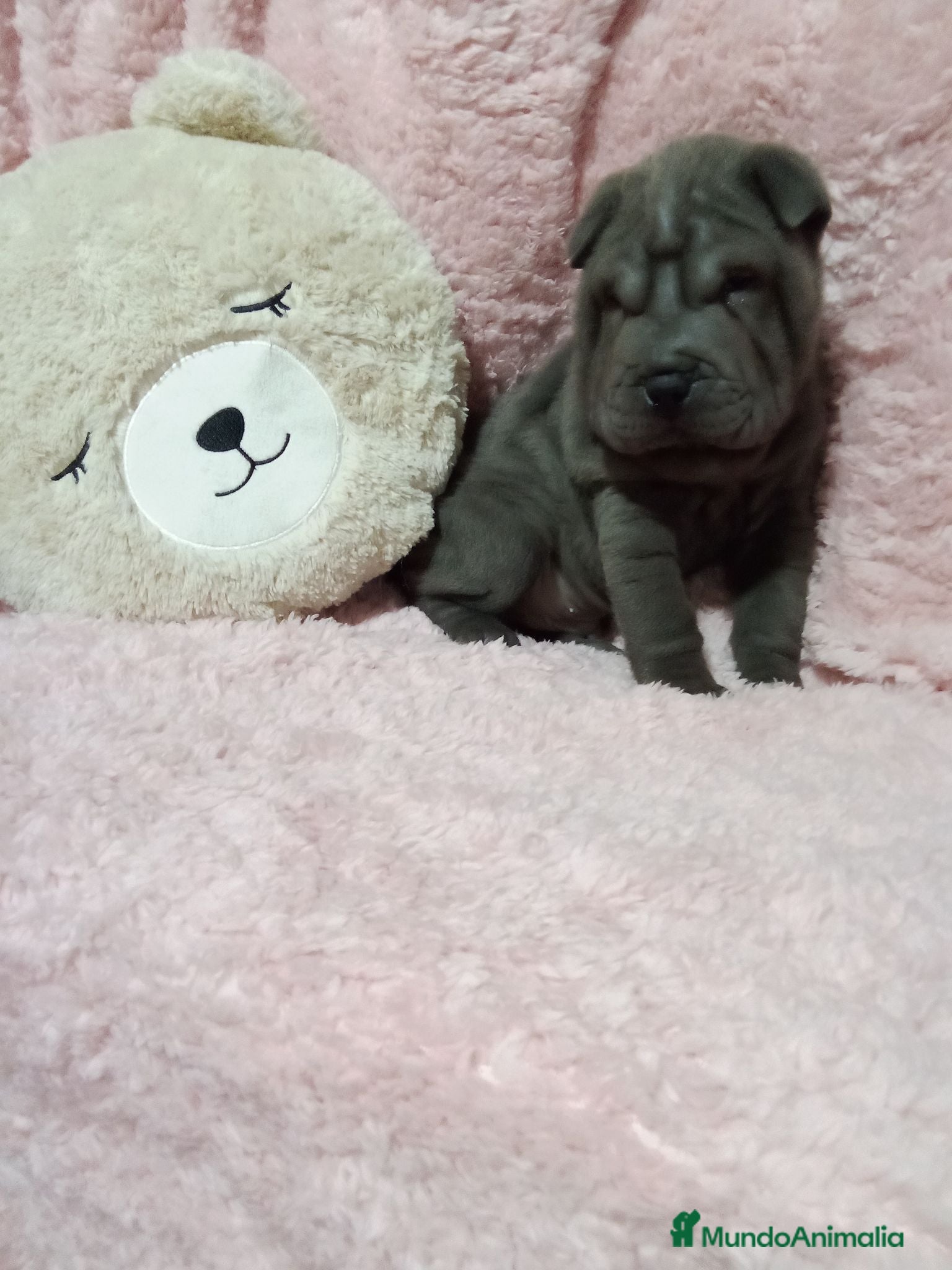 Shar Pei perros ‼️‼️Preciosa camada de minipeis - Anuncio 14