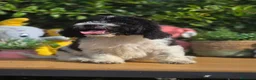 Perro de Agua Español perros en venta: Preciosos cachorros de perro de aguas - Anuncio 4