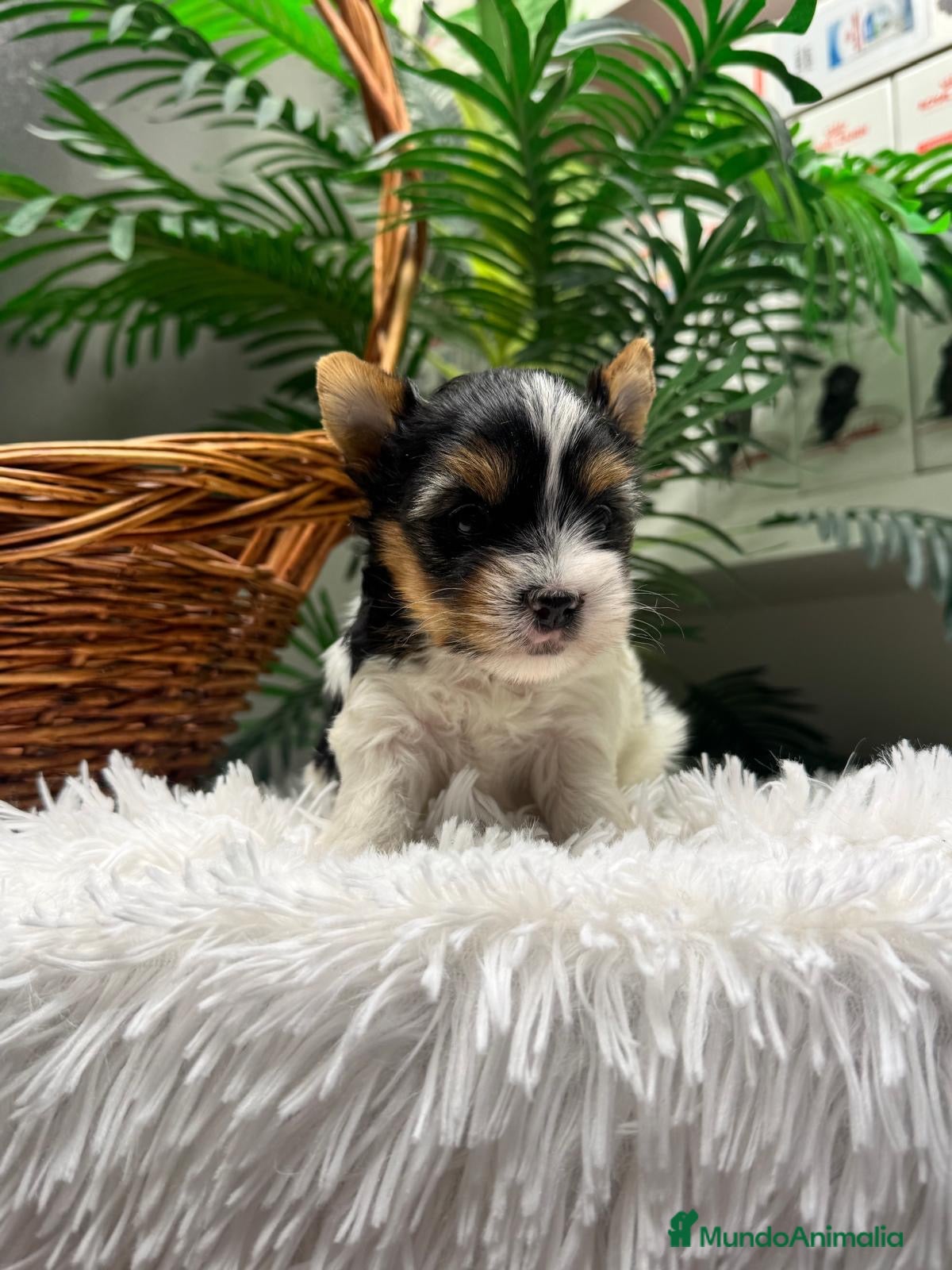 Yorkshire Terrier perros en venta: YORKSHIRE BIEWER - HEMBRA - Anuncio 29