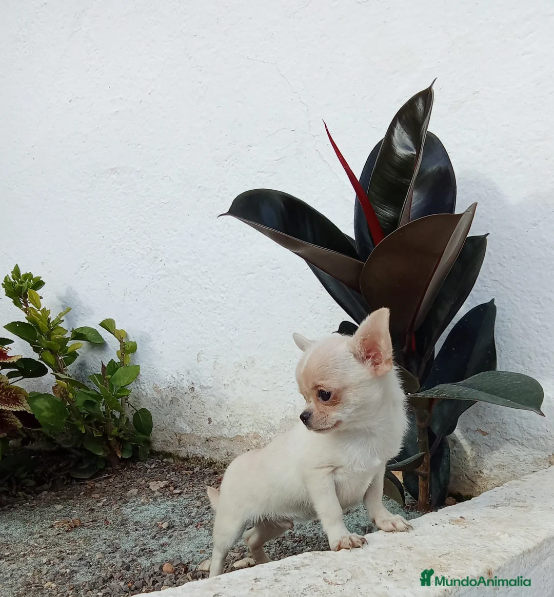 Chihuahua perros en venta: Chihuahua  en Barcelona - Anuncio 4