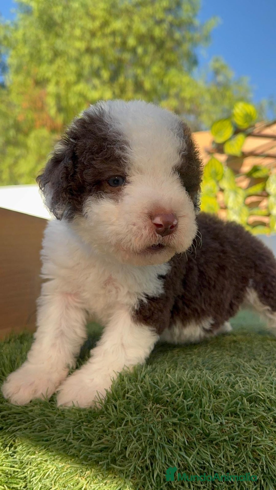 Perro de Agua Español perros en venta: PERRO DE AGUA macho - Imagen 10