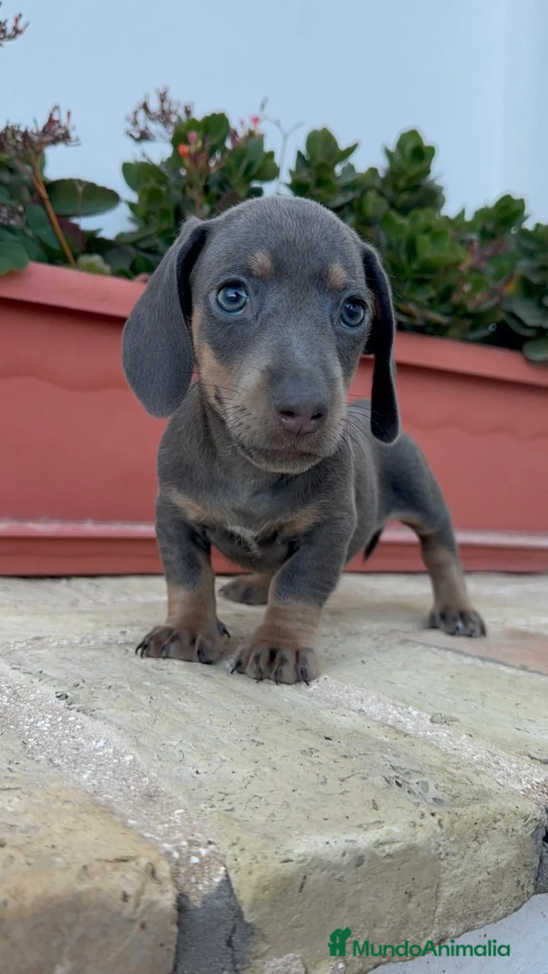 Teckel Miniatura perros en venta: TECKEL MINIATURA – UNA PEQUEÑA MUY ESPECIAL  - Anuncio 2