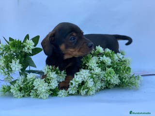 Teckel Miniatura perros Teckel miniatura - Anuncio 11