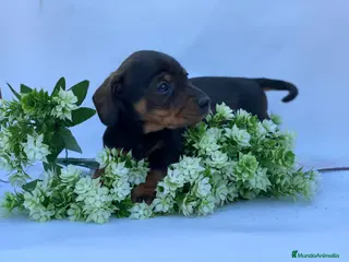 Teckel Miniatura perros Teckel miniatura - Anuncio 26