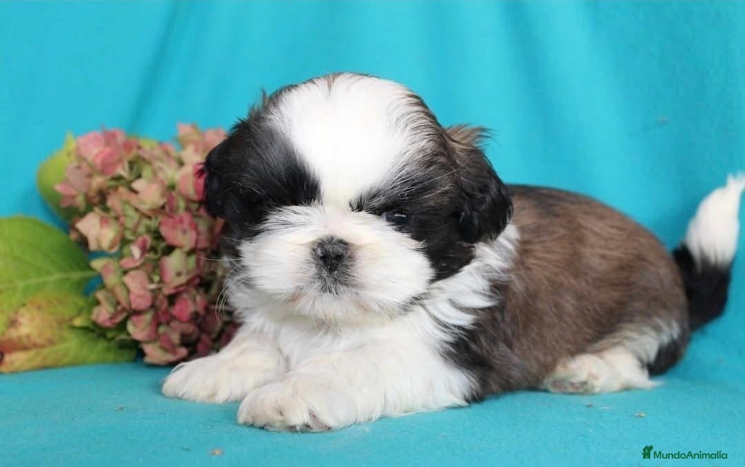 Shih Tzu perros en venta: CRIADERO DE SHIH TZU EN CATALUÑA  - Anuncio 2