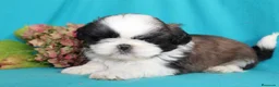 Shih Tzu perros en venta: CRIADERO DE SHIH TZU EN CATALUÑA  - Anuncio 2