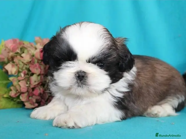 Shih Tzu perros en venta: CRIADERO DE SHIH TZU EN CATALUÑA - Anuncio 2