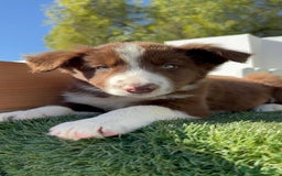Border Collie perros en venta: BORDER COLLIE MACHO - Anuncio 19