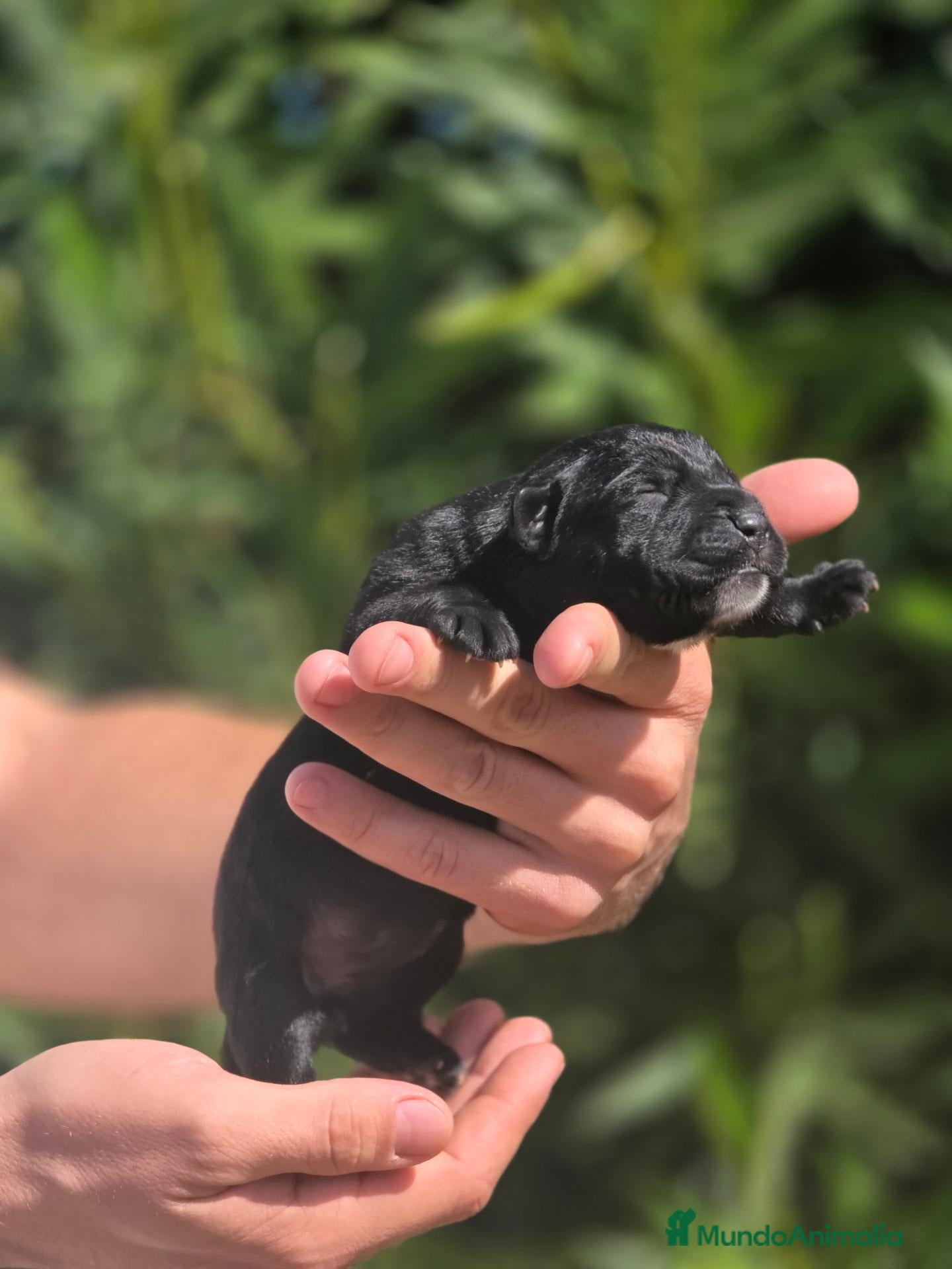 Cane Corso perros en venta: Cachorros Cane Corso con Pedigree LOE - Anuncio 1