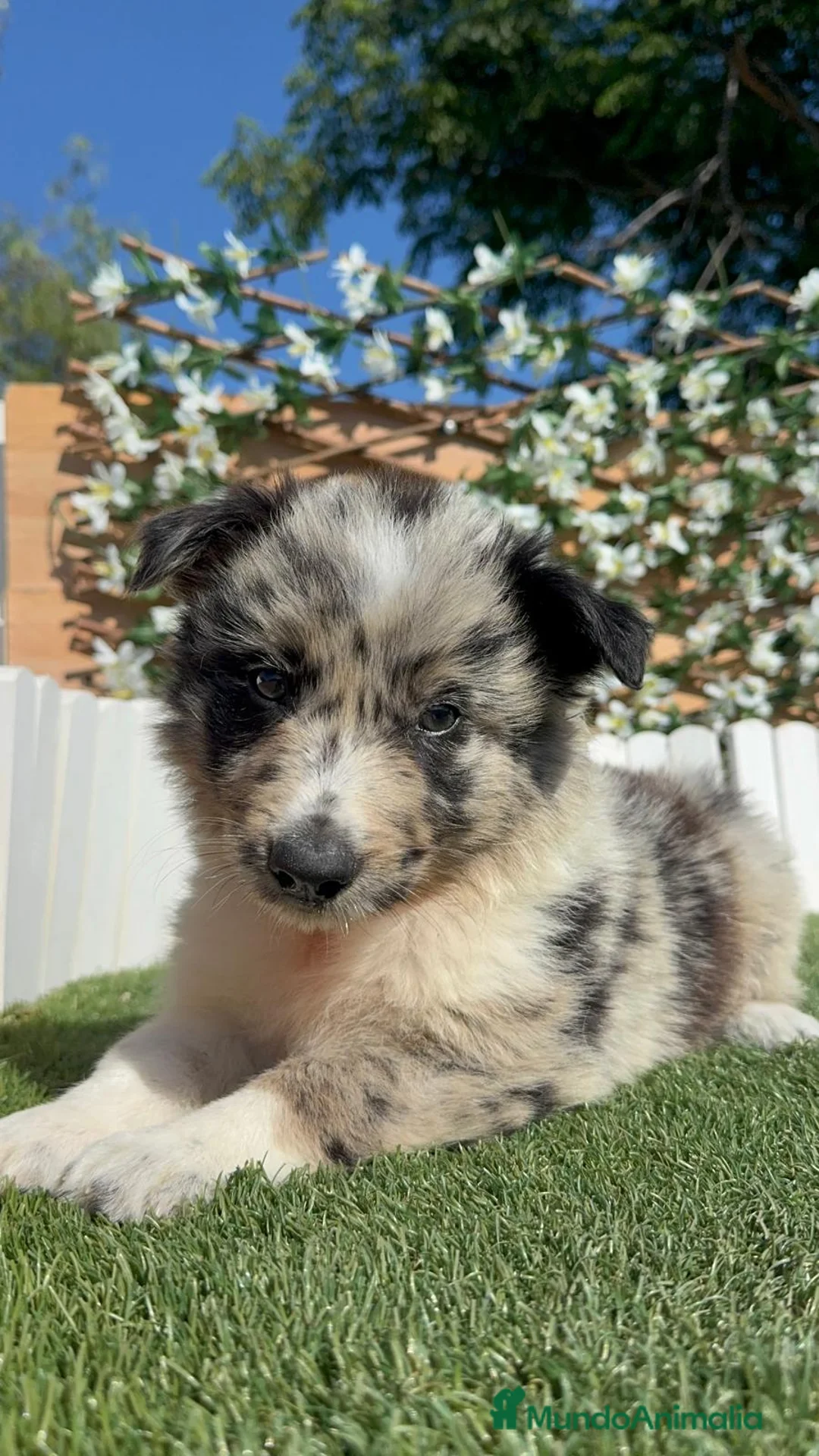 Border Collie perros en venta: BORDER COLLIE MACHO - Anuncio 1