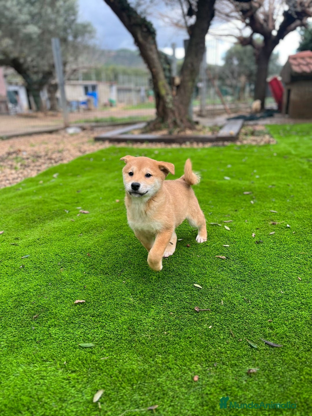 Shiba Inu perros en venta: Cachorros de Shiba Inu Rojo  - Anuncio 3