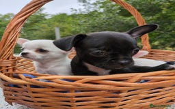 Chihuahua perros en venta: Chihuahuas toy cabeza de manzana - Imagen 22