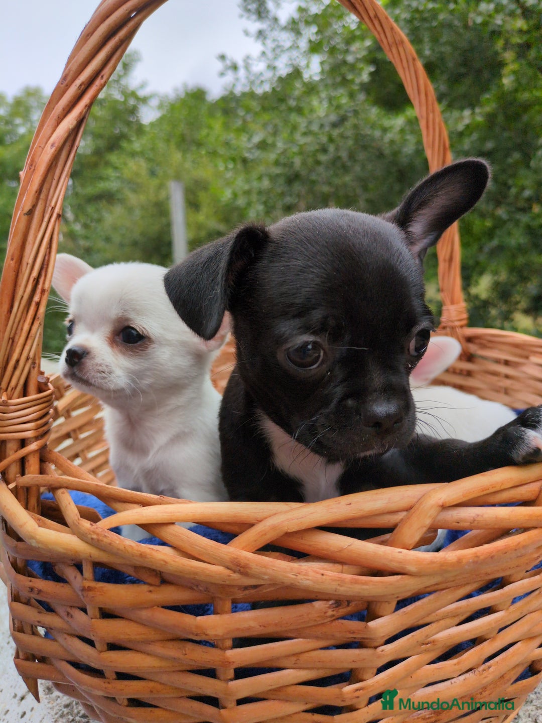 Chihuahua perros en venta: Chihuahuas toy cabeza de manzana - Imagen 22