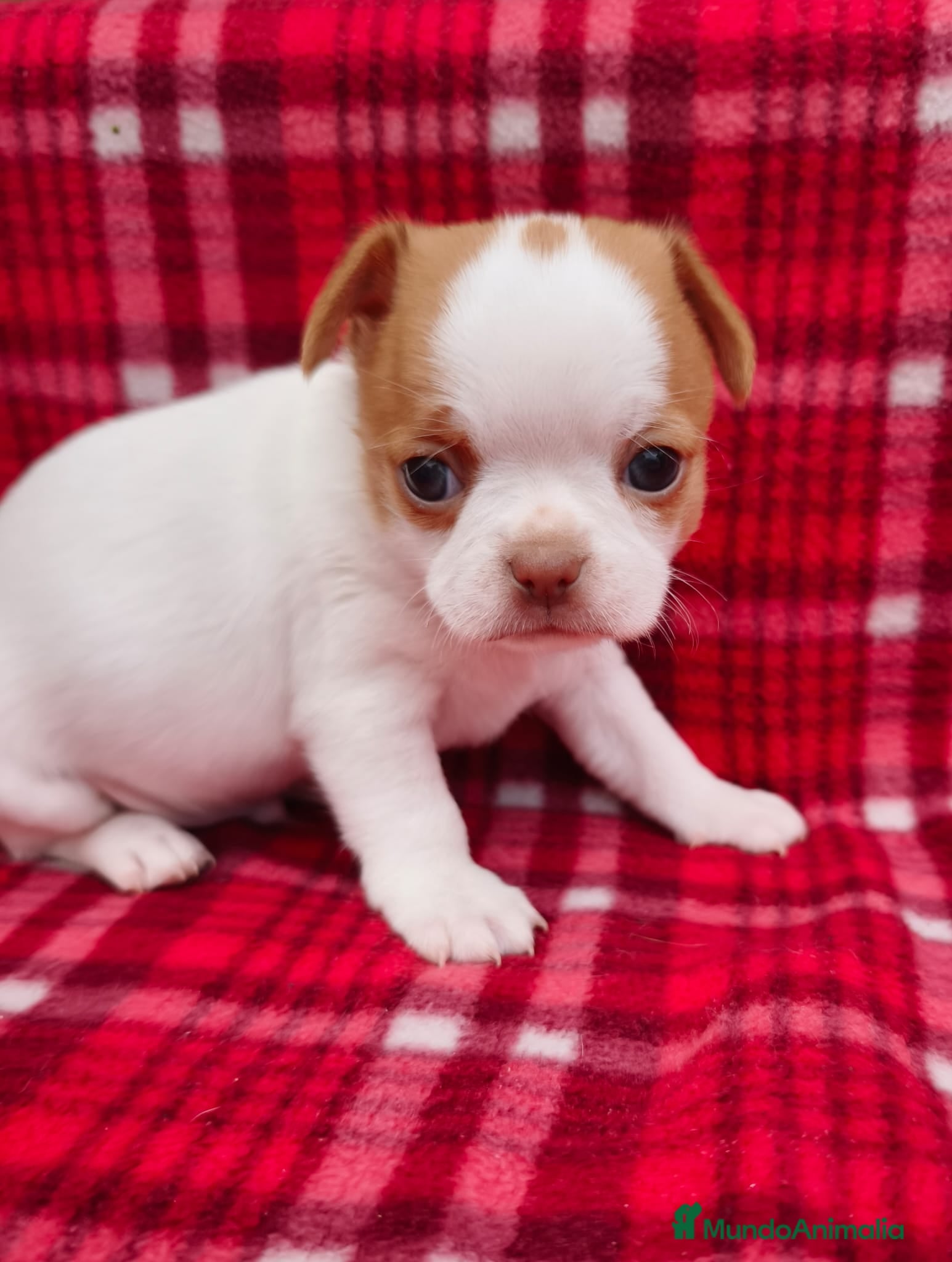 Chihuahua perros Chihuahua líneas rusas - Anuncio 3