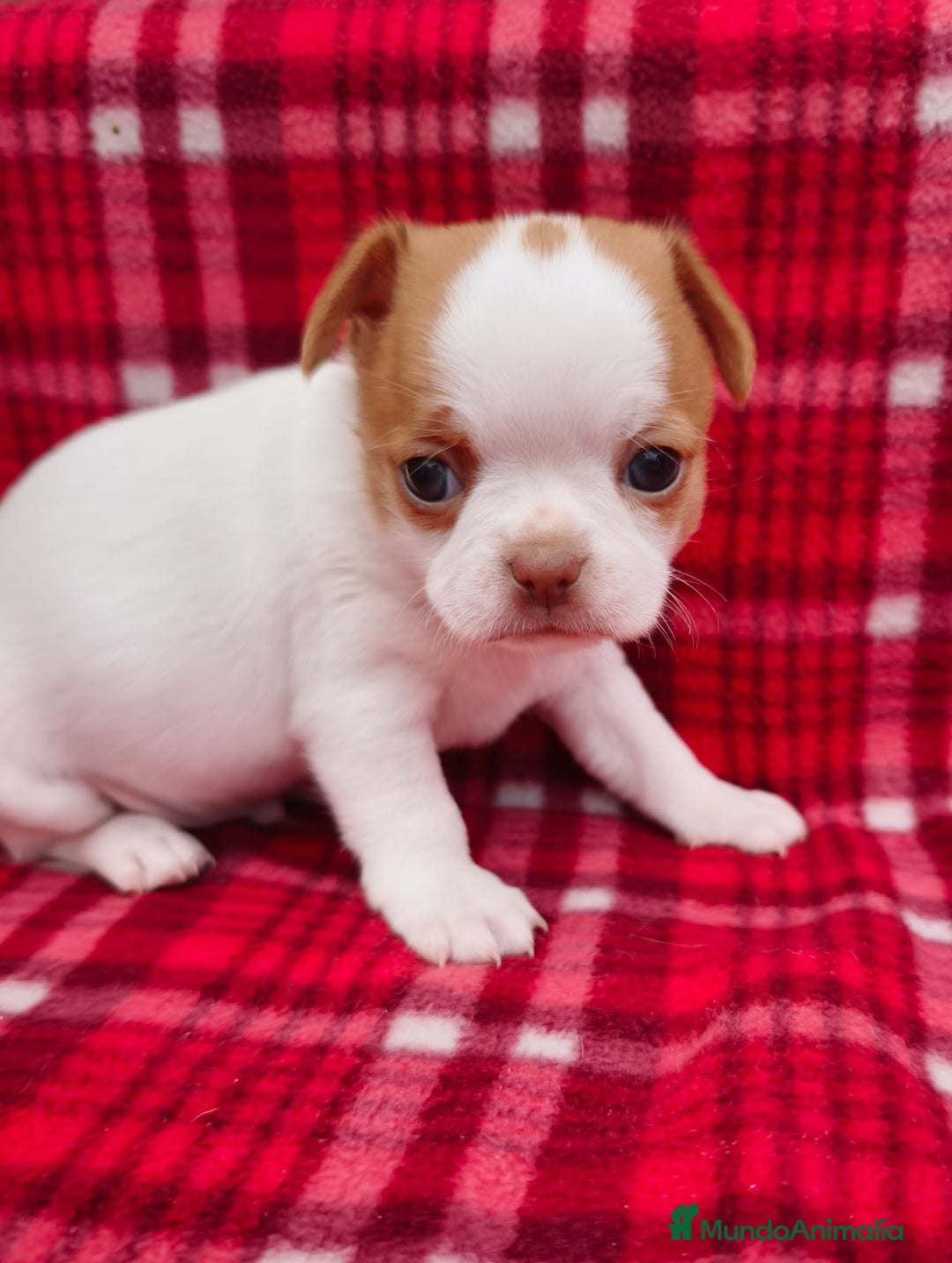 Chihuahua perros en venta: Chihuahua líneas rusas - Anuncio 1