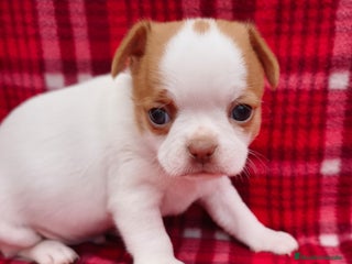 Chihuahua perros Chihuahua líneas rusas - Anuncio 3