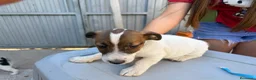 Jack Russell Terrier perros en venta: Jack rusell terrier  - Anuncio 2