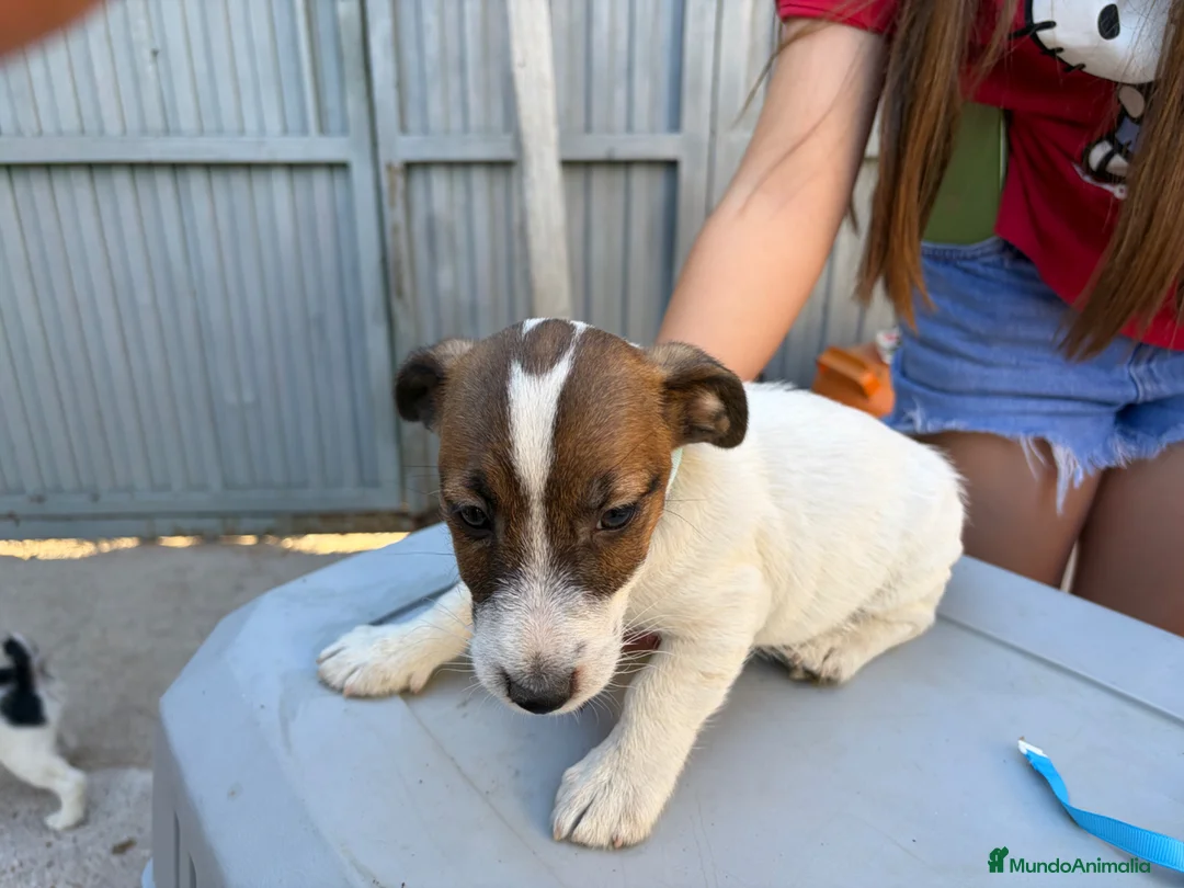 Jack Russell Terrier perros en venta: Jack rusell terrier  - Anuncio 2