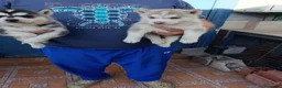 Husky Siberiano perros en venta: Husky siberiano cachorros - Anuncio 3