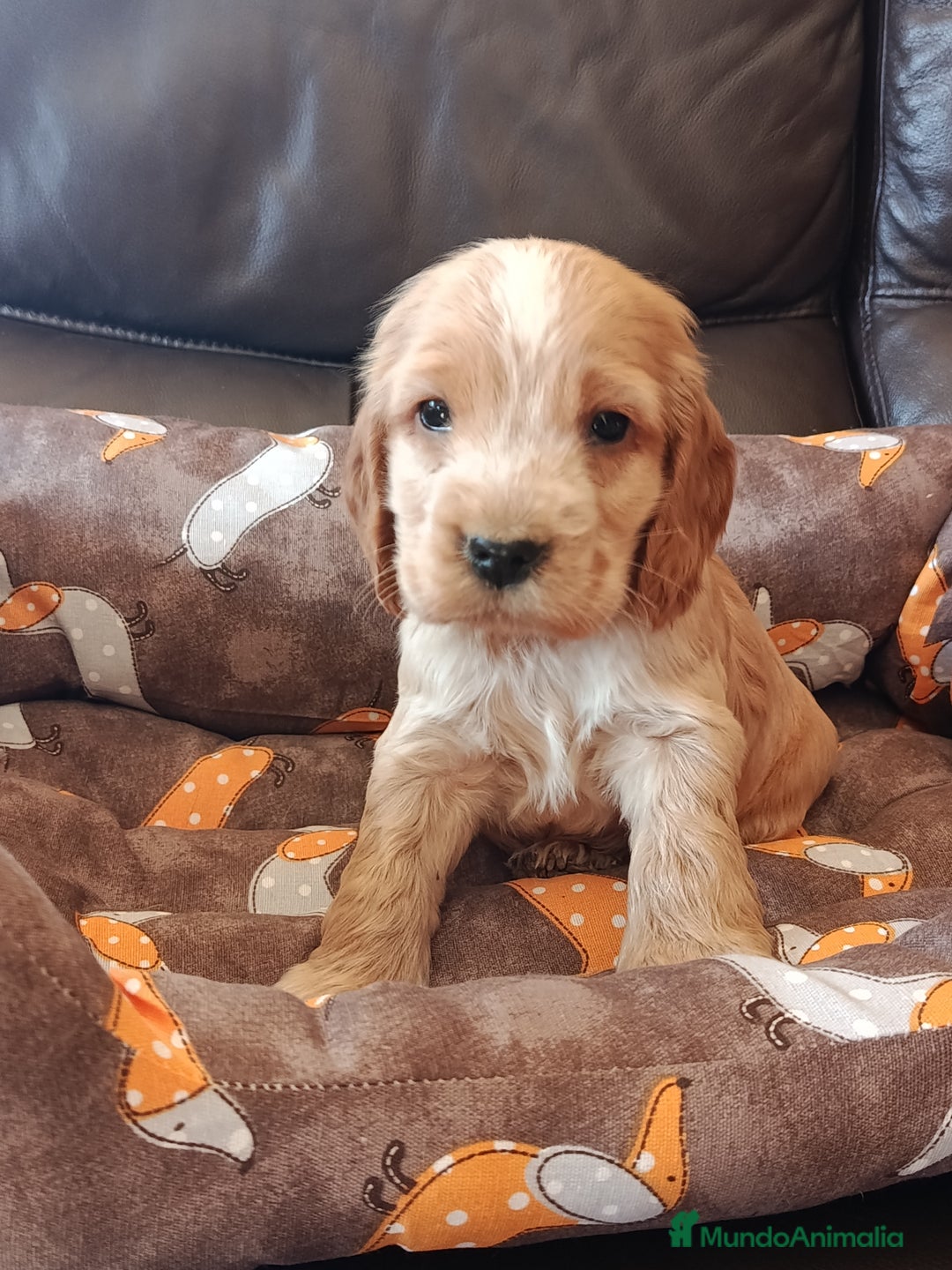 Cocker Spaniel Inglés perros en venta: cocker spaniel ingles - Anuncio 5