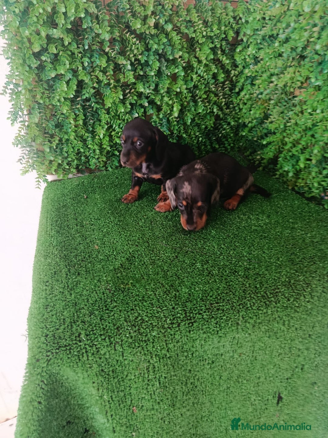 Teckel perros en venta: Hembras teckel  - Anuncio 3