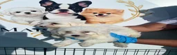 Bichón Maltés perros en venta: CAMADA DE BICHON MALTÉS DISPONIBLE TOLEDO - Anuncio 2
